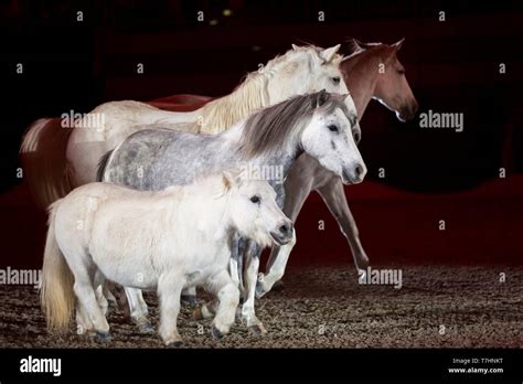 Jean-Francois Pignon showing a liberty dressage with a gray horses Stock Photo - Alamy