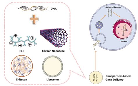 The Applications Of Nanoparticles In Gene Delivery Nanoparticle Based Download Scientific