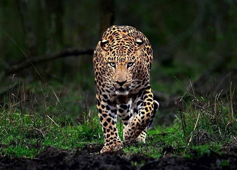 Indian Leopard - Facts, What do they Eat? Where to spot Leopard?