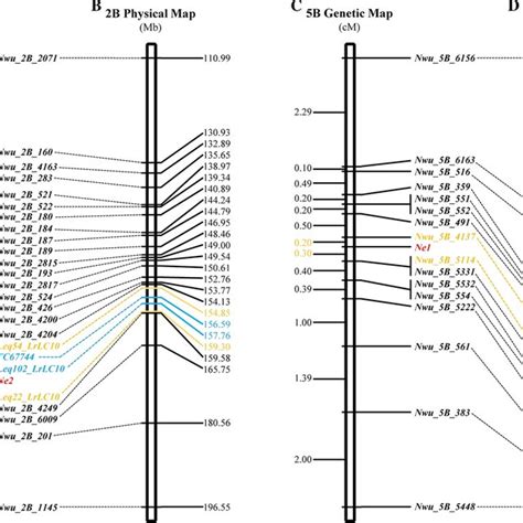 Genetic Linkage Maps Of Ne1 And Ne2 With High Density Molecular Markers