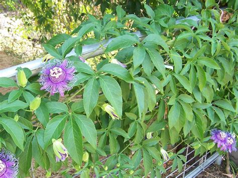 Passiflora Incarnata Purple Passion Flower World Of Flowering Plants Garden Vines Passion