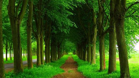 Dark Green Nature Hd Wallpapers Top Free Dark Green Nature Hd