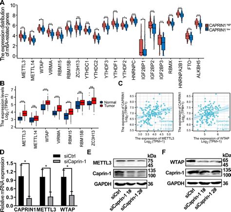 Caprin 1 Expression Was Significantly Correlated With WTAP And METTL3