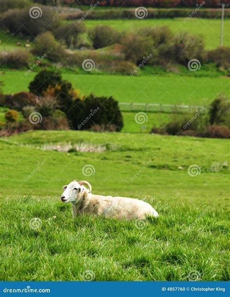 Peaceful Sheep Sitting In An Open Field Stock Photo Image Of Wool