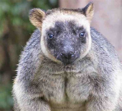 Lumholtz's Tree-Kangaroo | Billabong Zoo | Port Macquarie Koala and ...