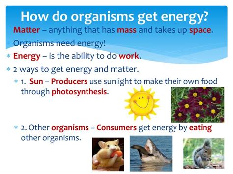 Ppt Unit Lesson Energy And Matter In Ecosystems Powerpoint