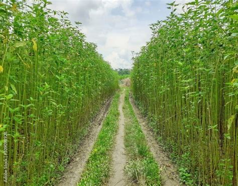 Small path inside the jute plants. Jute cultivation in Assam in India ...