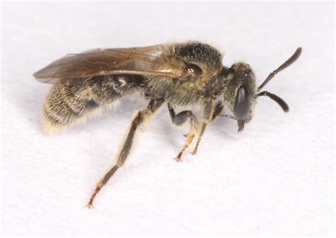 Halictidae Lateral Lasioglossum Bugguide Net