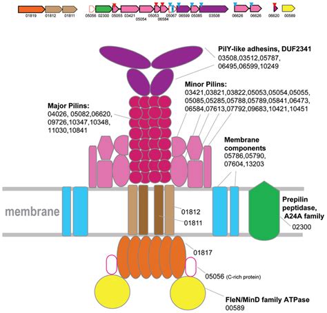 Frontiers Diversity And Evolution Of Type Iv Pili Systems In Archaea