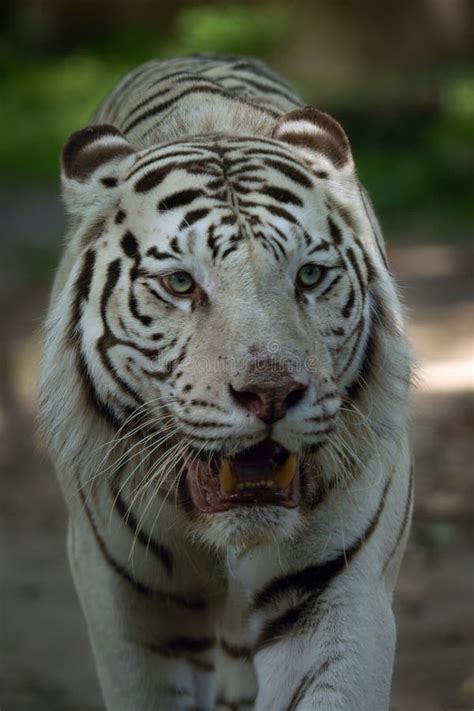 Bengal Tiger Panthera Tigris Tigris Portrait Of An Adult Male