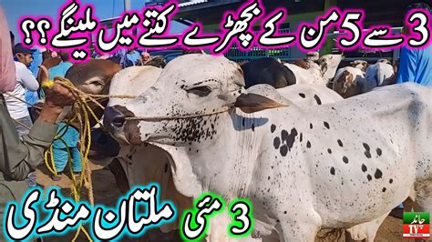 Multan Cow Mandi Medium Range Janwar Update Cow Mandi Multan