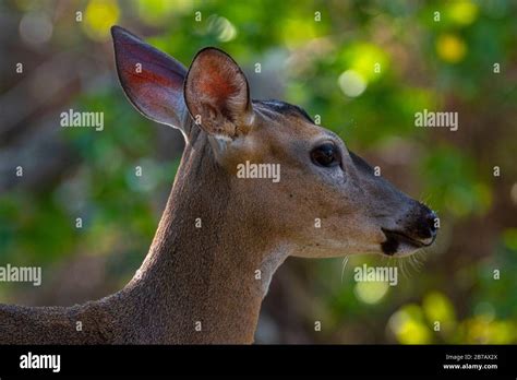 Deer Head Hi Res Stock Photography And Images Alamy