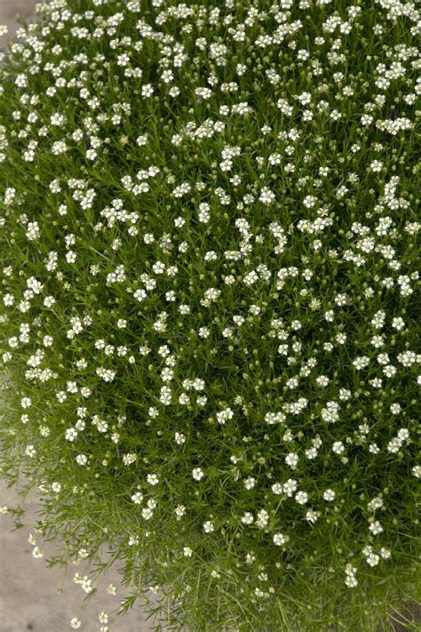 Scotch Moss Ground Cover