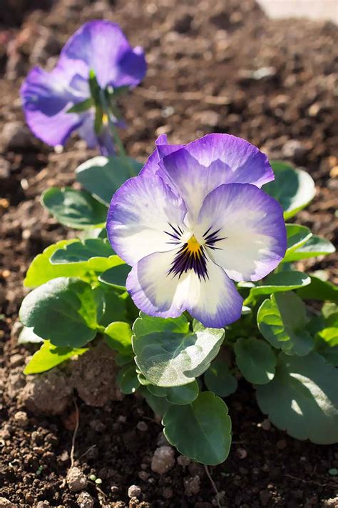 39 of the Best Violet Varieties | Gardener’s Path