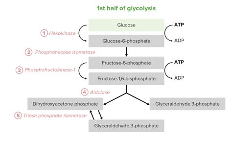 Glycolysis Biochemistry Video Lecturio Medical