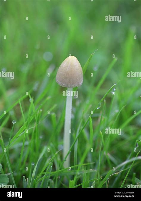 White cap mushroom hi-res stock photography and images - Alamy