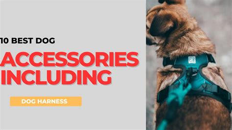 10 Best Dog Accessories Including Dog Harness Dropshipping Monster