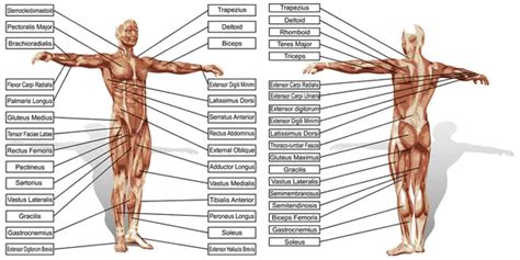 Man Anatomy And Muscles Textboxes Stock Photo By Design36 126571712