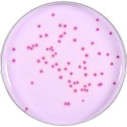 Burkholderia Cepacia Selective Agar Bcsa Usp