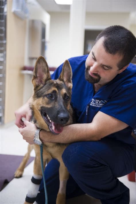 Dr Brewer Becomes Certified In Veterinary Medical Acupuncture Bush