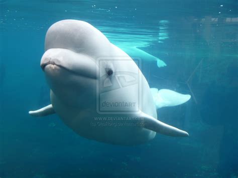 🔥 [74+] Beluga Whale Wallpapers | WallpaperSafari