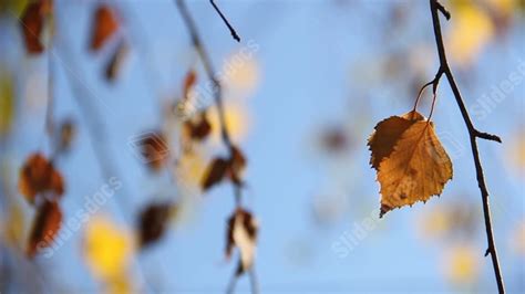 Autumn Leaves Fall Beginning Of Close-up Maple Leaf Powerpoint Background For Free Download ...