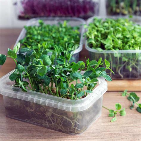 Microgreens Seeds – Grow Yours