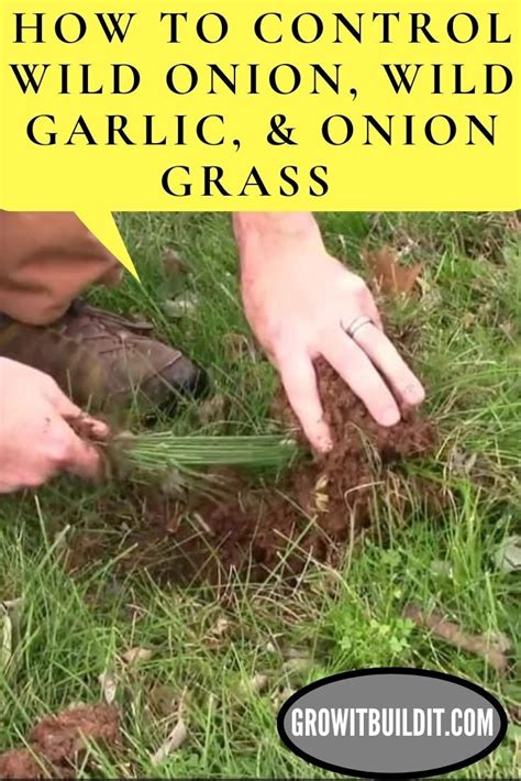 How To Control Wild Onion Wild Garlic Onion Grass Wild Onions