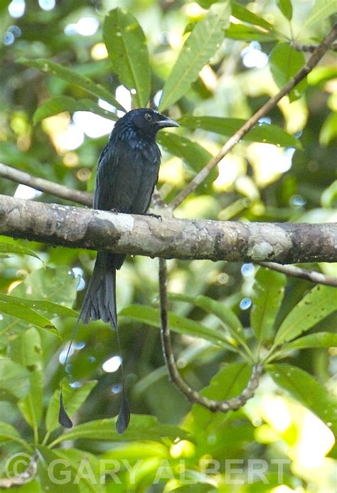 Greater Racket Tailed Drongo Dicrurus Paradiseus Flickr