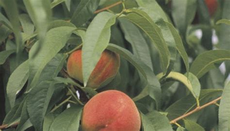 Peaches Growing On The Branches Of An Apple Tree