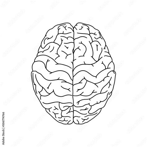 Vector, anatomical human Brain. Realistic Brain illustration isolated ...