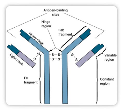 Immunology Exam 2 Lecture Flashcards Quizlet