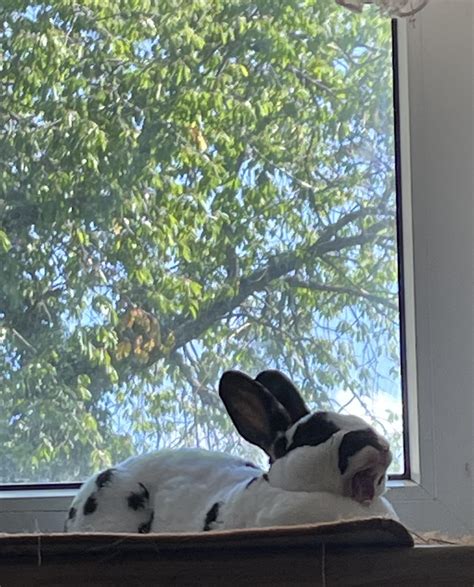 Spoon complaining about me not letting her eat the entire tree outside