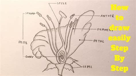 Diagram Of Longitudinal Section Of Flower Longitudinal Secti