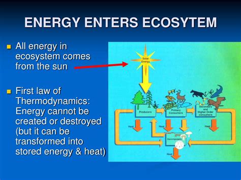 Ppt Energy Flow In Ecosystem Powerpoint Presentation Free Download