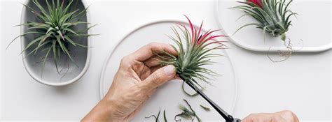 How To Care For Air Plants 5 Simple Tips To Care For Tillandsias