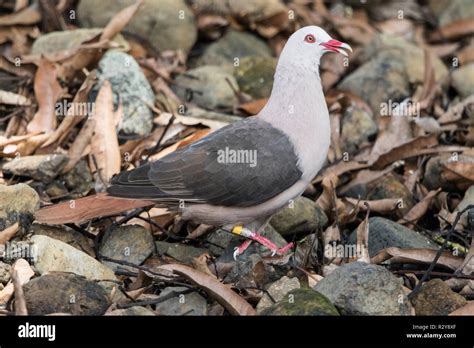 mauritius pink pigeons  res stock photography  images alamy
