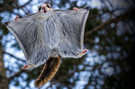 Lift Off Bbc Wildlife