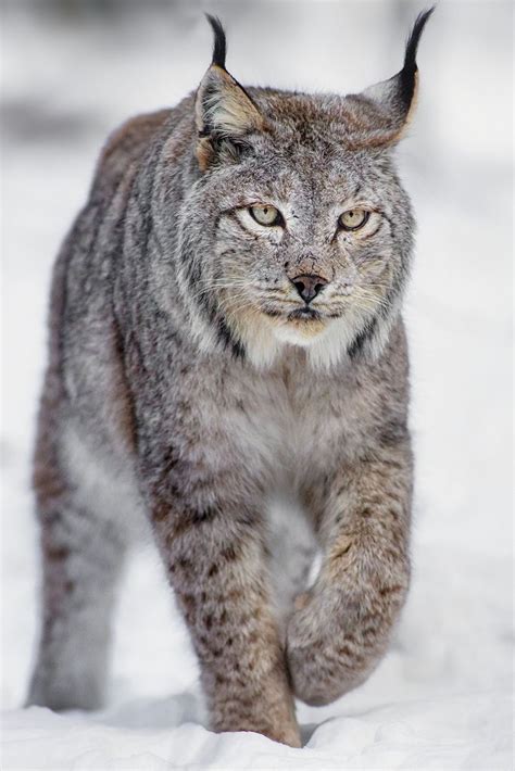 A Large Gray Cat Walking Across Snow Covered Ground