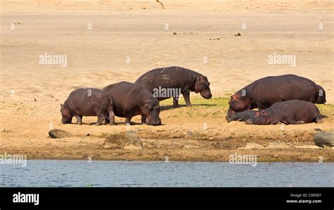 hippo on river bank Stock Photo - Alamy