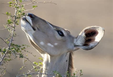 Browsing Vs Grazing What S The Difference