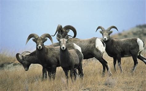 bighorn, Sheep Wallpapers HD / Desktop and Mobile Backgrounds