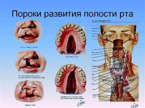 АНАТОМИЯ ПОЛОСТИ РТА Лекция чл корр РАЕ проф