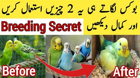 Best Breeding Formula Australian Parrots Breeding Tips In Urdu Budgies