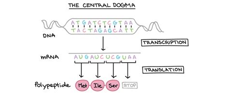 AP Biology Unit 6 Gene Expression And Regulation Diagram Quizlet