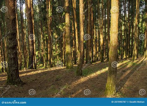 Pine Tree Forest during Sunrise in Ooty Stock Image - Image of cloud ...