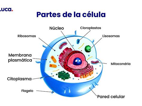 Celula humana rompecabezas en línea