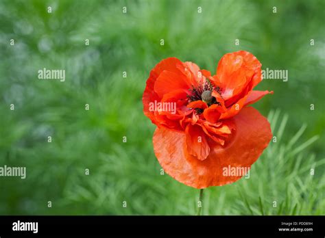 Papaver Rhoeas Uk August Hi Res Stock Photography And Images Alamy