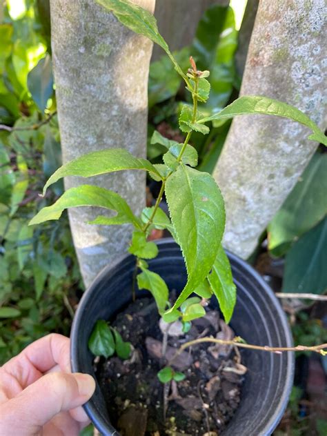 5 Flowering Quince Chaenomeles Cuttings For Propagation Etsy