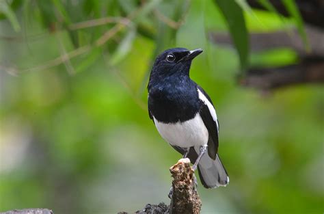 Burung Kacer Lomba